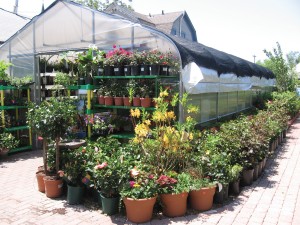 The outdoor greenhouse at Ross Seed offers customers are variety of flowers, herbs, fruits and vegetable plants.