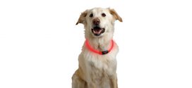 LED-Pet Collar