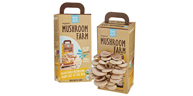 Small Mushroom Farm
