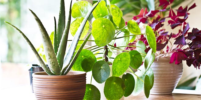 Begins Ing Live Plants Hardware Retailing Begins Ing Live Plants