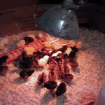 chicks under heat lamp
