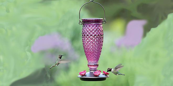 Hummingbird Feeders