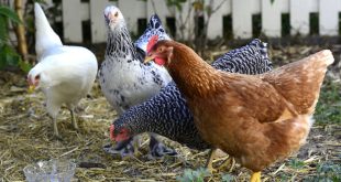 Urban Chicken Farming