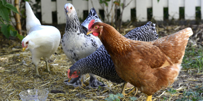 Urban Chicken Farming