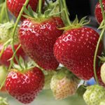 Albion Strawberries