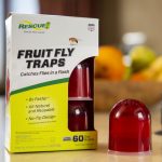 fruit fly traps